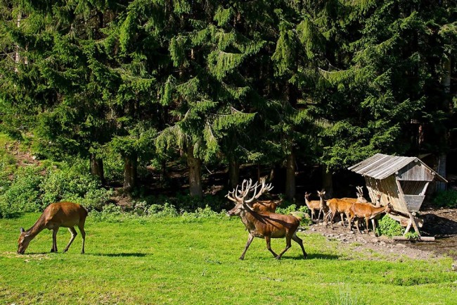 Hirschgehege bei der Landalm